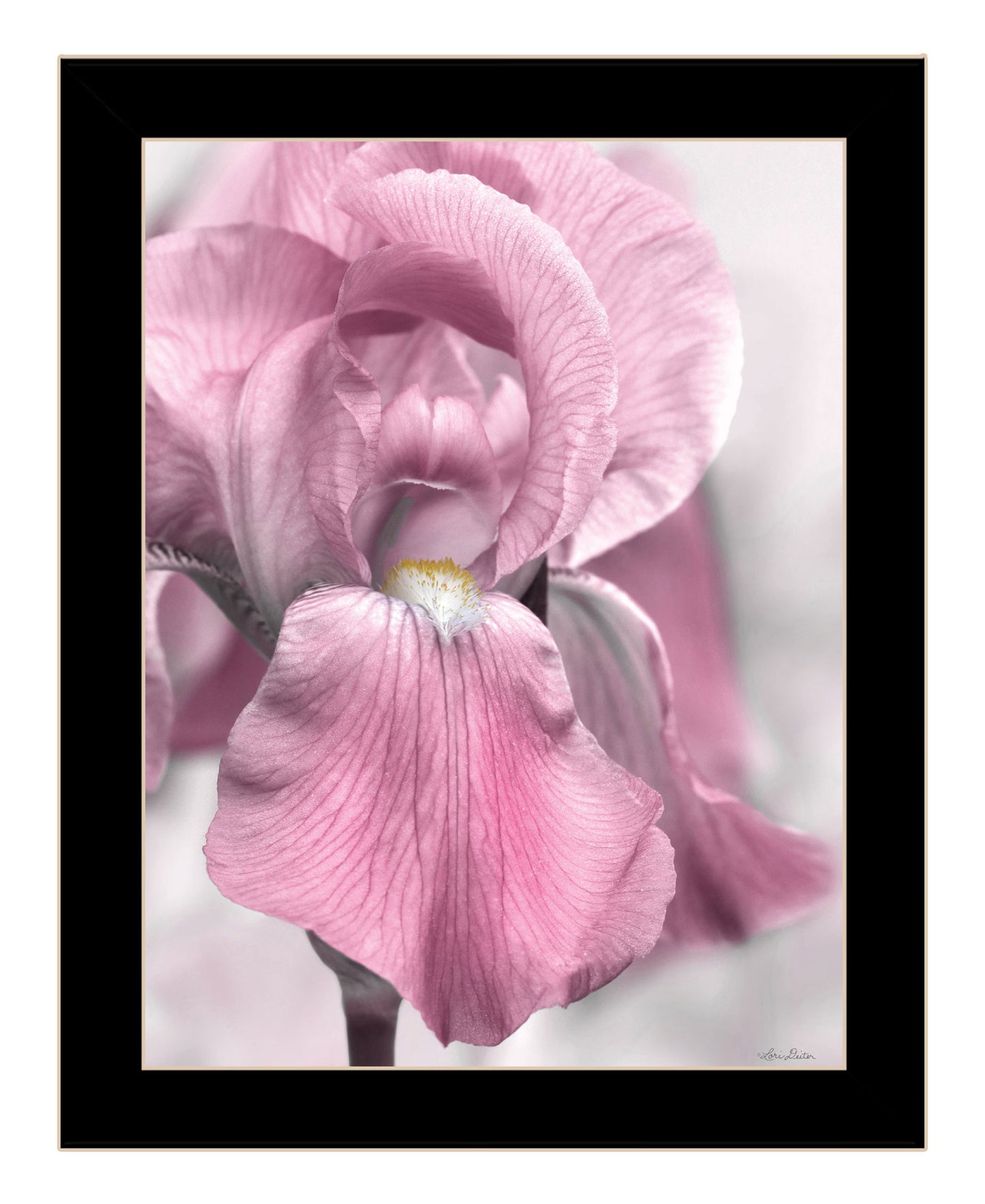 Pink Iris Black Framed Print Wall Art