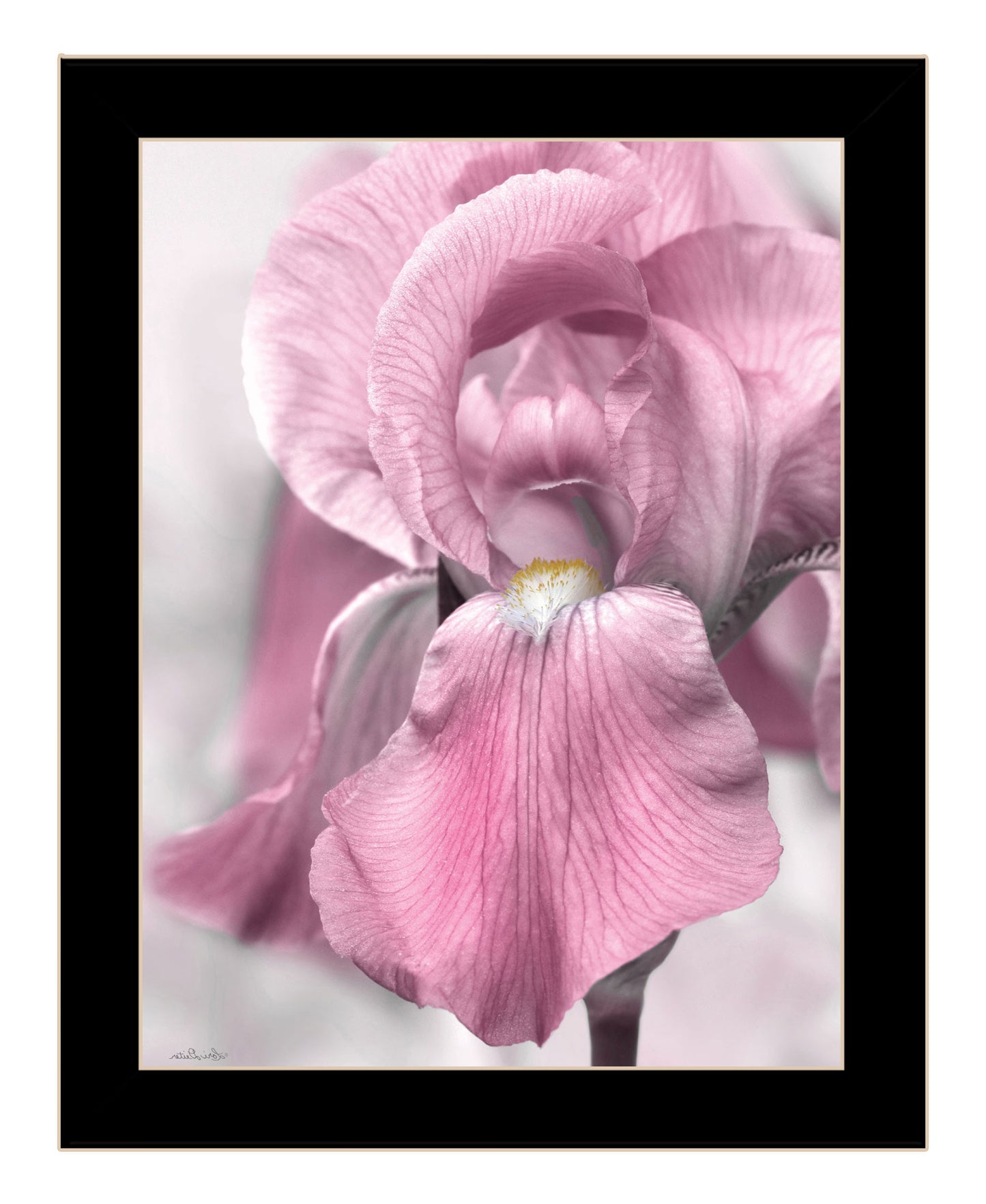 Pink Iris Black Framed Print Wall Art