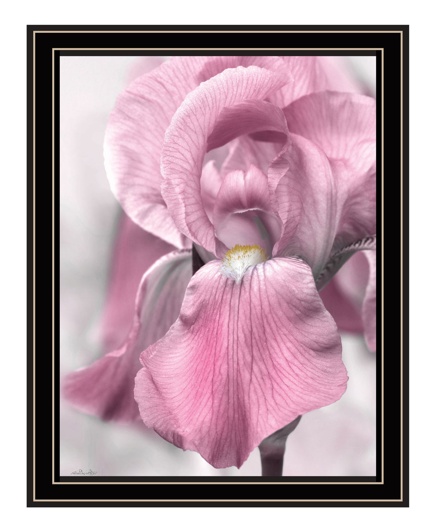 Pink Iris Black Framed Print Wall Art